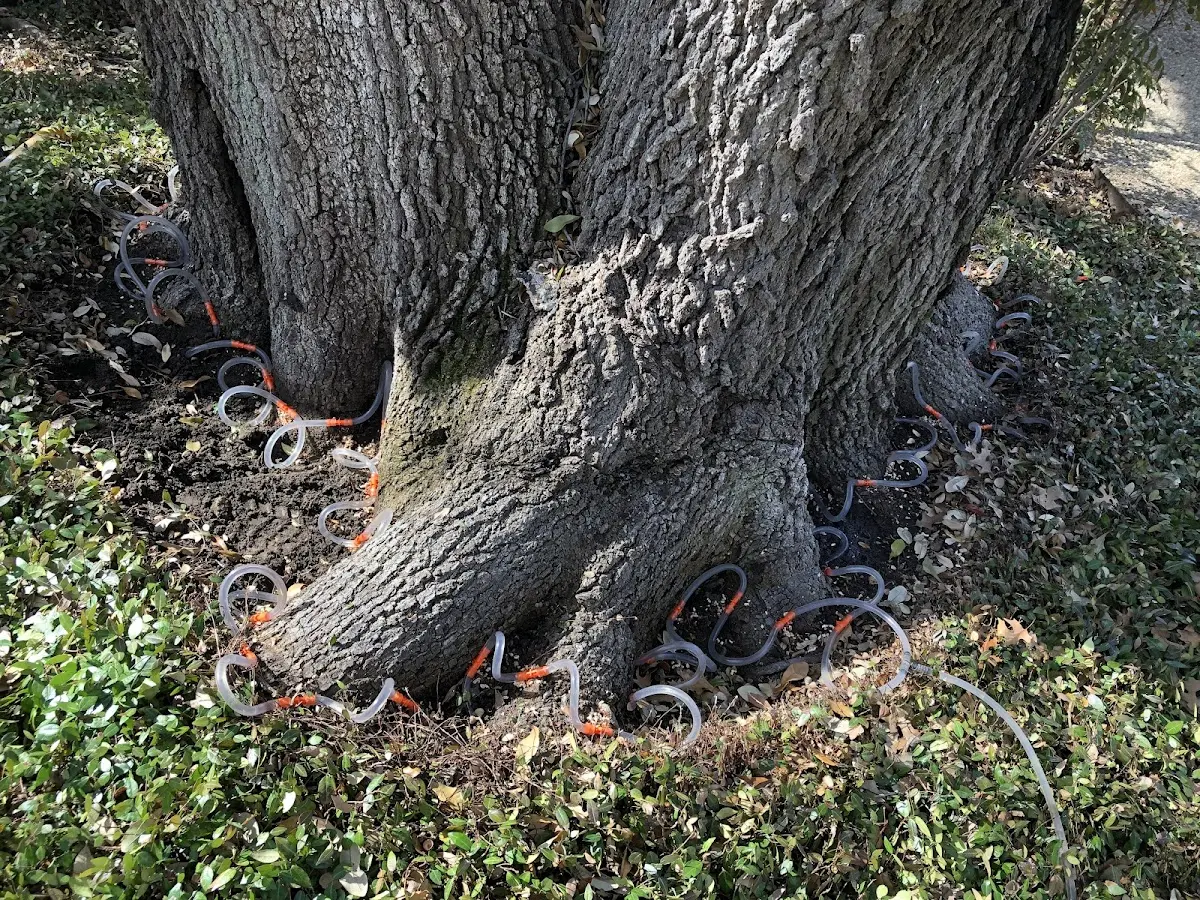 Detailed Tree Cabling and Bracing job site in Hennepin